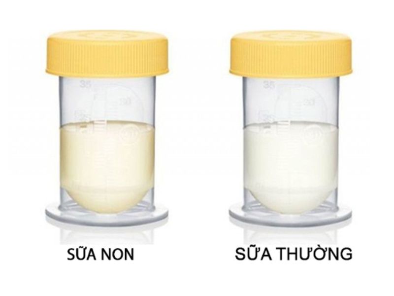 Sữa non Colostrum có màu vàng đặc hơn so với sữa thường